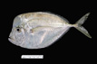Selene setapinnis - Atlantic moonfish, SEAMAP collections